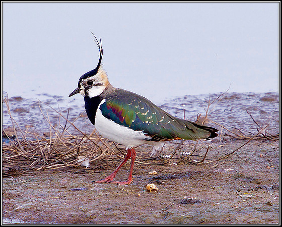 Lapwing, Upton Warren Flashes, 02 March 2012