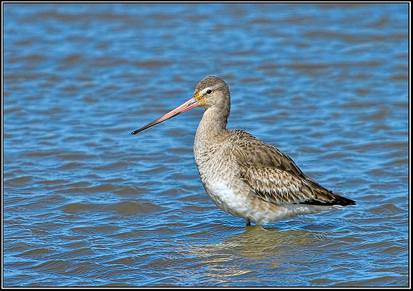 Black-tailed Godwit, Norfolk, April 2012