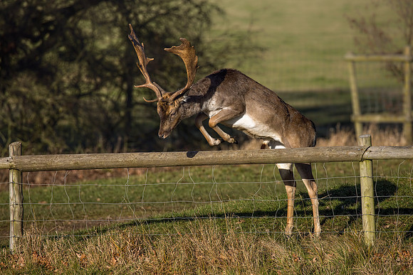 Fallow Deer Buck - Dama dama, Warwickshire, December 2017.
