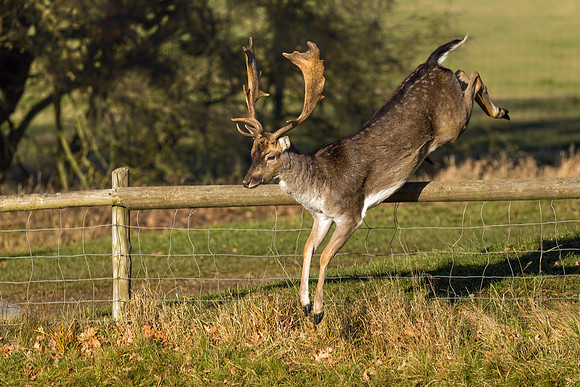 Fallow Deer Buck - Dama dama, Warwickshire, December 2017.