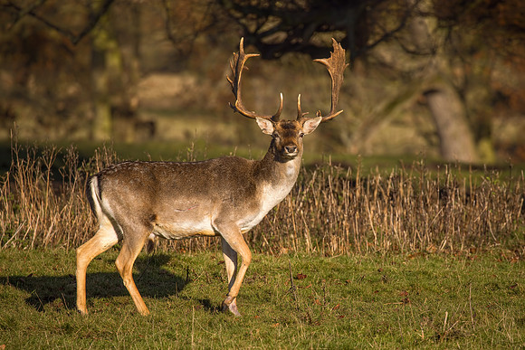Fallow Deer Buck - Dama dama, Warwickshire, December 2017.