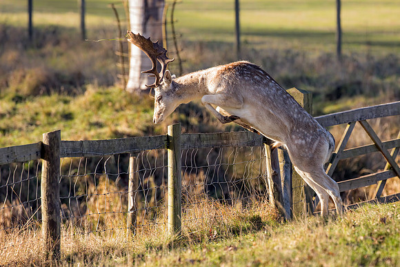 Fallow Deer Buck - Dama dama, Warwickshire, December 2017.