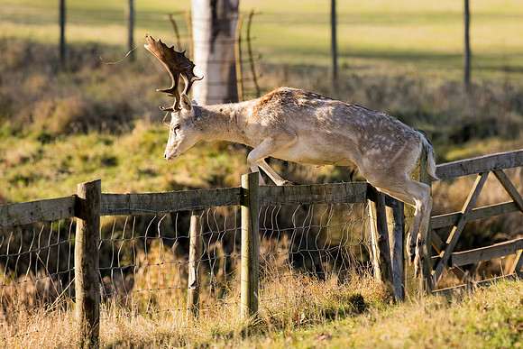 Fallow Deer Buck - Dama dama, Warwickshire, December 2017.