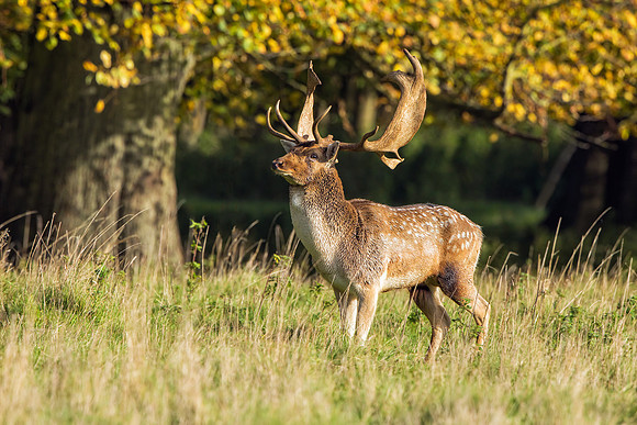 Fallow Deer Buck - Dama dama, Warwickshire, December 2017.