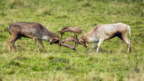 Fallow Deer Bucks - Dama dama, Warwickshire, December 2017.