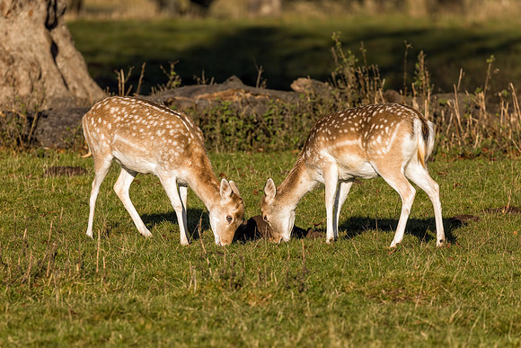 Fallow Deer Does - Dama dama, Warwickshire, December 2017.