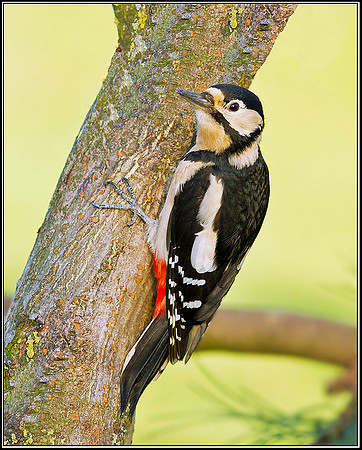 Female Great Spotted Woodpecker, Bromsgrove, 07 January 2012