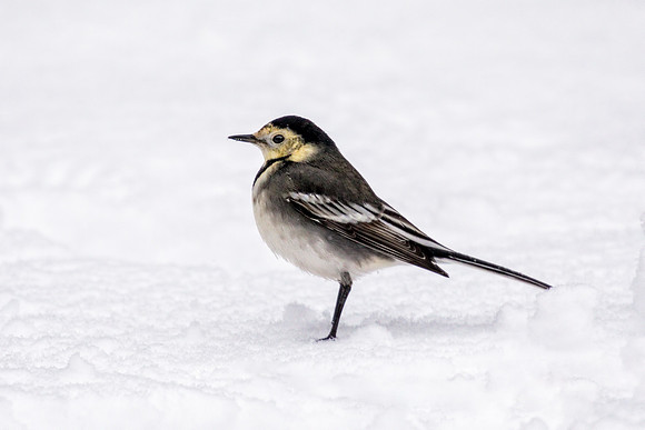 Pied Wagtail - Motacilla alba yarrellii, Garden, December 2017