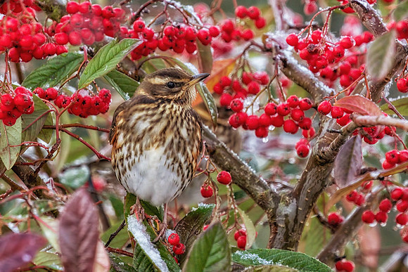 Redwing (Turdus iliacus), Garden, December 2017