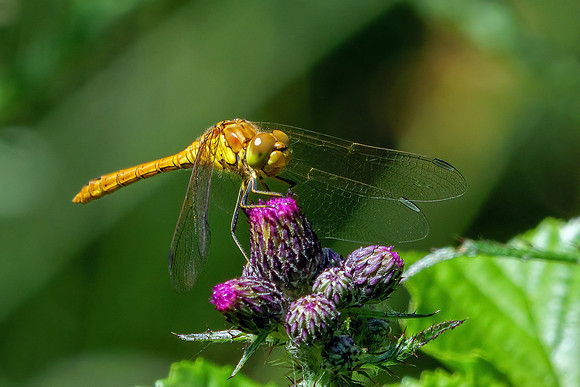 Common Darter - Sympetrum striolatum, Worcestershire, June 2021