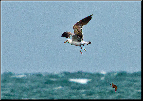 Great Black-backed Gull, Anglesey, 13 May 2011