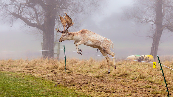 Fallow Deer Buck - Dama dama, December 2017