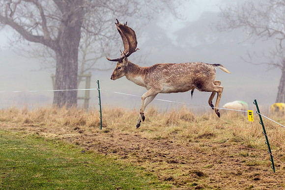 Fallow Deer Buck - Dama dama, December 2017