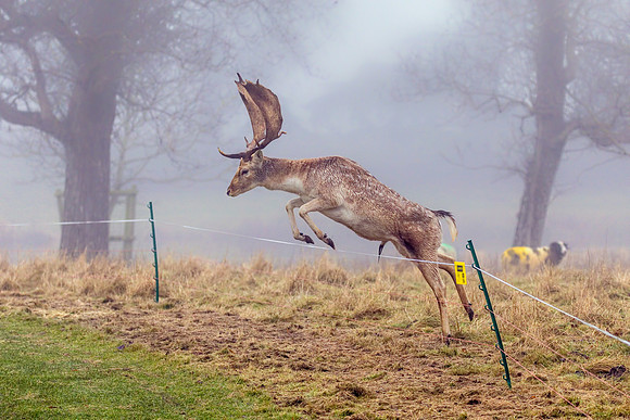 Fallow Deer Buck - Dama dama, December 2017