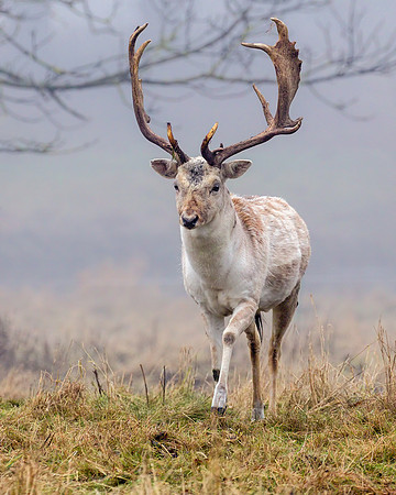 Fallow Deer Buck - Dama dama, December 2017
