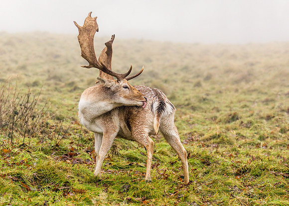 Fallow Deer Buck - Dama dama, December 2017