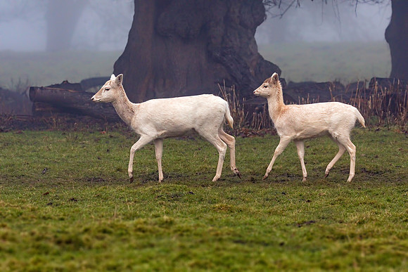 Fallow Deer Does - Dama dama, December 2017