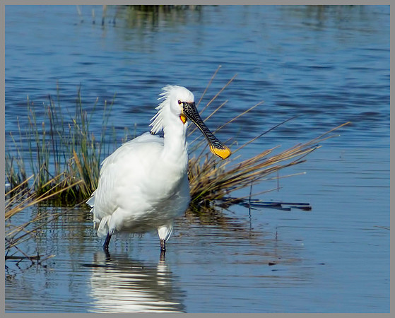 Spoonbill, Slimbridge WWT, March 2011