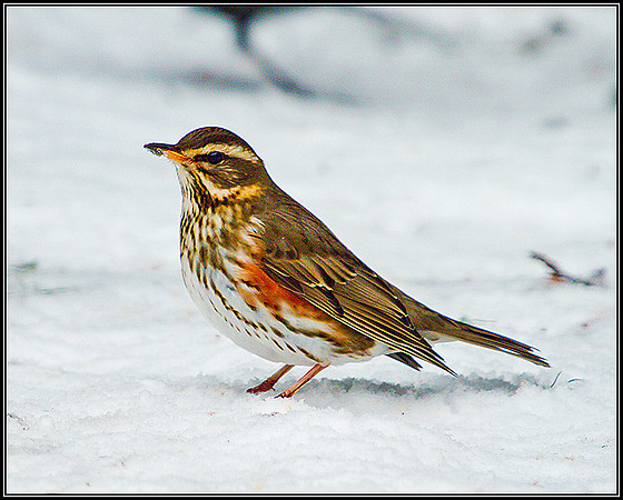 Redwing, Garden, December 2010