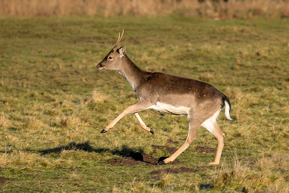 Fallow Deer Buck - Damma dama, January 2018