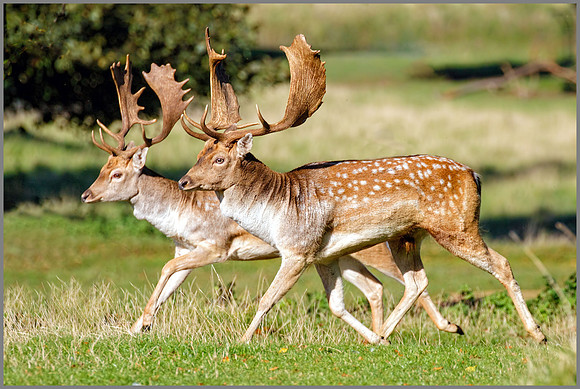Fallow Deer Bucks (Dama dama), Charlecote Park, October 2016