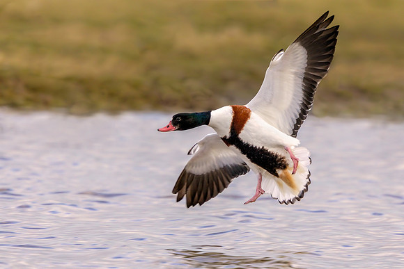 Common Shelduck - Tadorna tadorna, Gloucestershire, February 2018