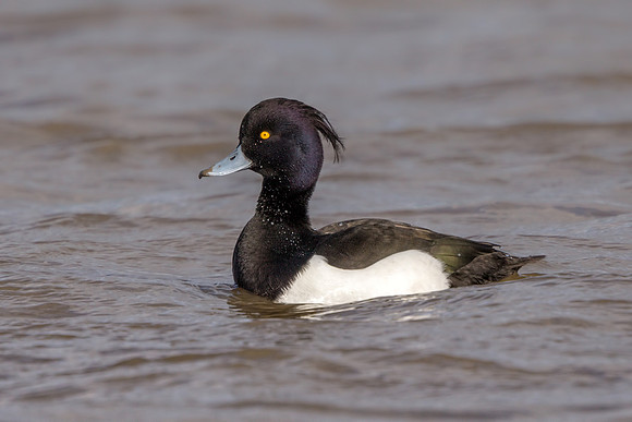 Drake Tufted Duck - Aythya fuligula, Gloucestershire, February 2018