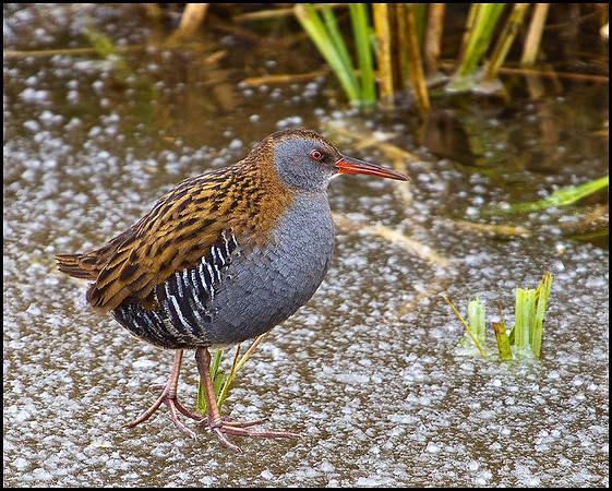 Water Rail, Upton Warren Moors, 01 February 2010