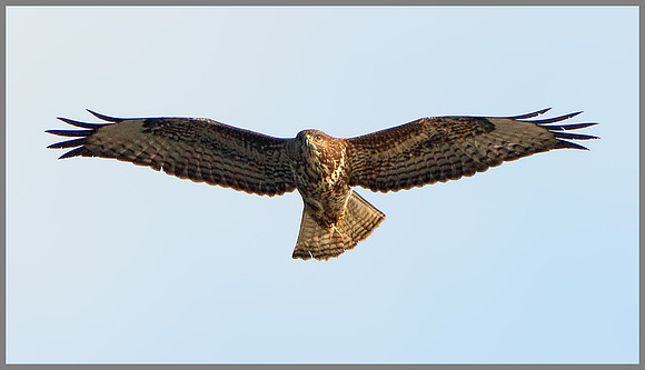 Buzzard, (Buteo buteo), Upton Warren, 05 November 2014
