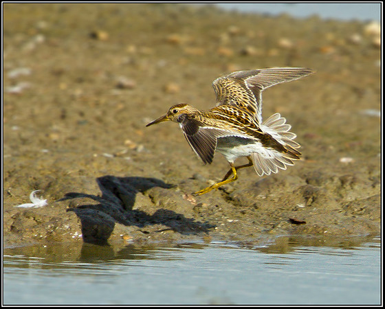 Pectoral Sandpiper, Upton Warren Flashes, 25 September 2010