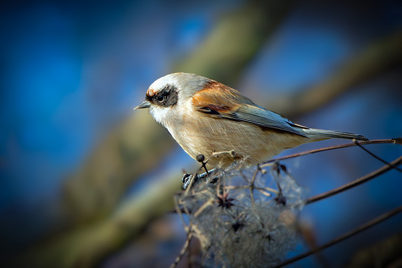 Penduline Tit - Remiz pendulinus, Gloucestershire, February 2016