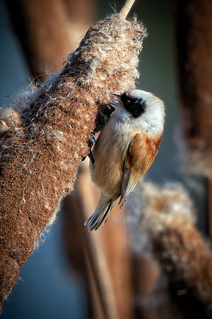 Penduline Tit - Remiz pendulinus, Gloucestershire, February 2016