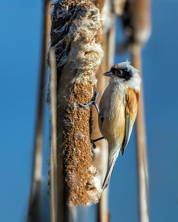 Penduline Tit - Remiz pendulinus, Gloucestershire, February 2016