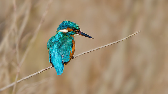 Common Kingfisher -  Alcedo atthis, Worcestershire, February 2016