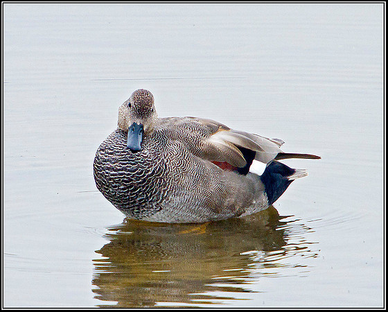 Gadwall, Upton Warren Moors, 14 March 2012