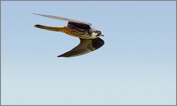 Eleonora's Falcon (Falco eleonorae), Mallorca, May 2014