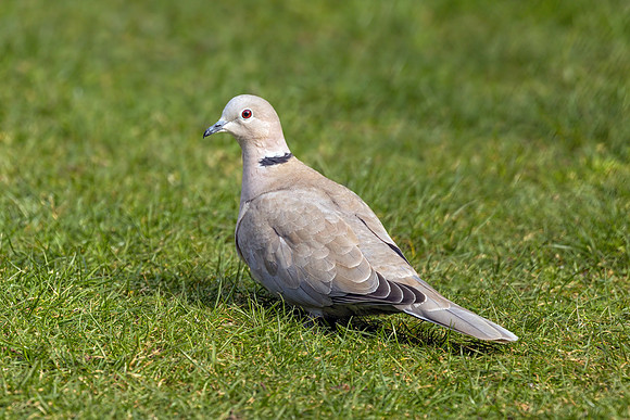 Eurasian Collared Dove - Streptopelia decaocto, Garden, March 2018
