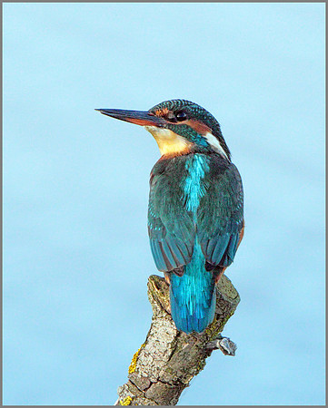 Female Kingfisher (Alcedo atthis),  Upton Warren, 01 November 2014