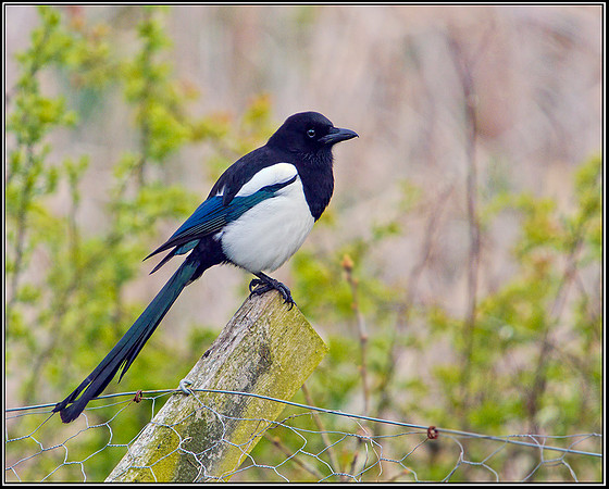 Magpie, Upton Warren NR, 07 May 2012