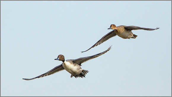 Drake and Duck Pintail (Anas acuta), Slimbridge WWT, November 2014