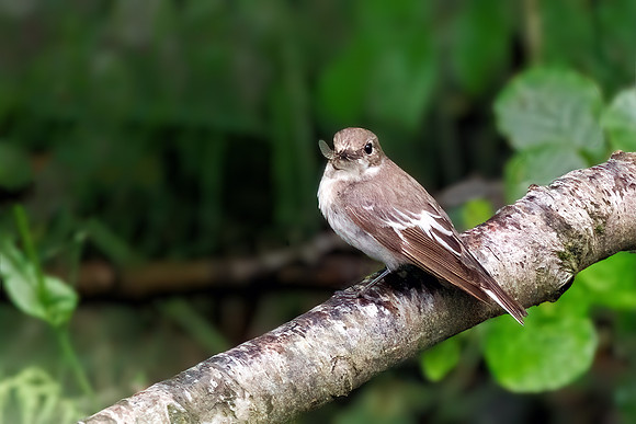 Pied Flycatcher - Ficedula hypoleuca, Wales, June 2022