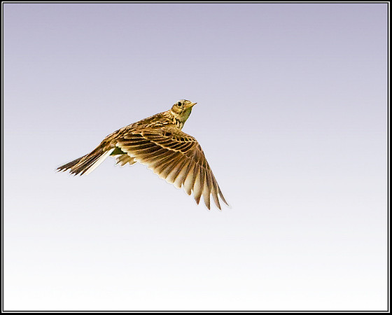 Skylark, Chaddesley Corbert, 22 June 2009