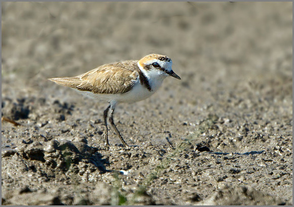 Kentish Plover (Charadrius alexandrinus), Mallorca, May 2014