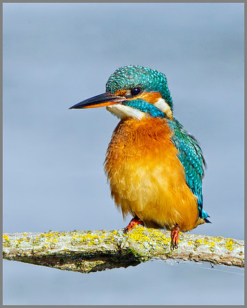 Kingfisher (Alcedo atthis), Upton Warren, September 2014