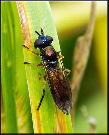 Soldier-fly, Bromsgrove, 19 August 2011
