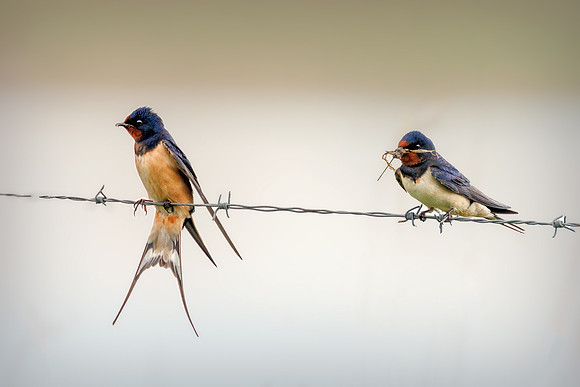 Barn Swallows - Hirundo rustica, Norfolk, May 2022