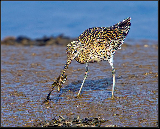 Curlew, Norfolk, April 2012 w2