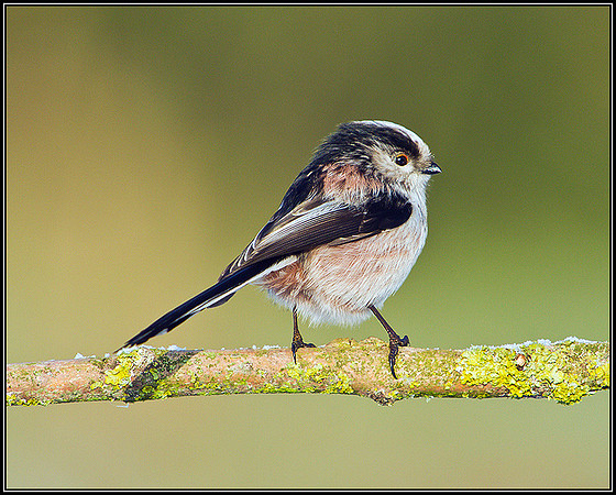 Long-tailed Tit, Bromsgrove, December 2011
