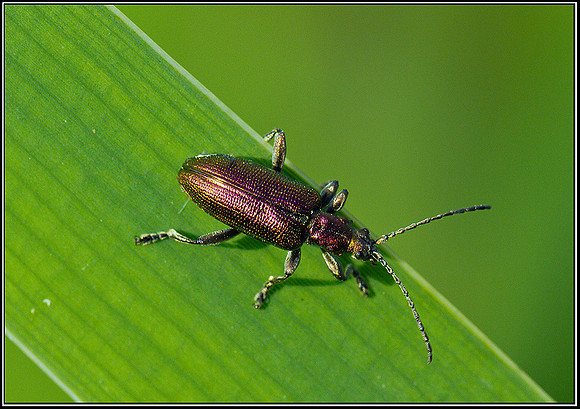 Reed Beetle, Bittell,, 27 July 2011