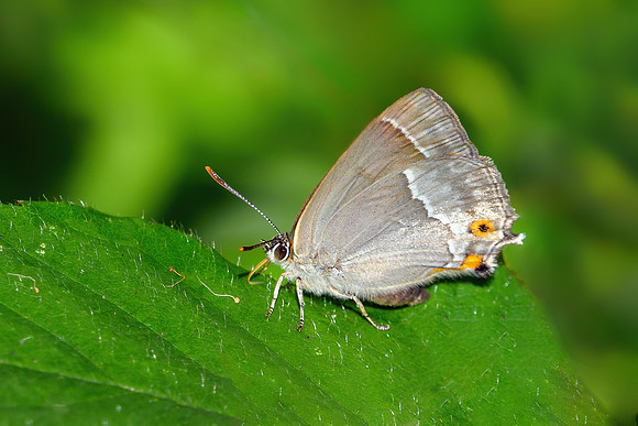 Purple Hairstreak - Neozephyrus quercus, Worcestershire, July 2021